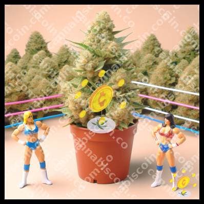 Gathering of Joints on the Court