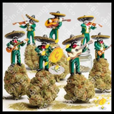 Little Joint at the Family Carnival